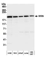 WRN Polyclonal Antibody