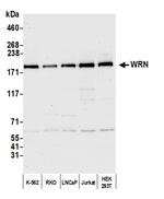 WRN Polyclonal Antibody