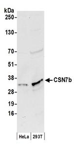 CSN7b Polyclonal Antibody