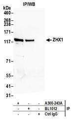 ZHX1 Antibody in Immunoprecipitation (IP)