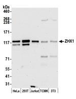 ZHX1 Antibody in Western Blot (WB)