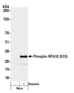 Phospho-RPA32 (Ser33) Antibody in Western Blot (WB)