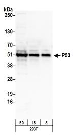 p53 Antibody in Western Blot (WB)