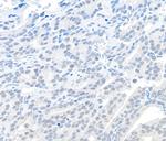 EMSY Antibody in Immunohistochemistry (Paraffin) (IHC (P))