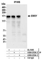 EMSY Antibody in Immunoprecipitation (IP)