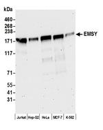 EMSY Antibody in Western Blot (WB)