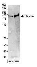 Claspin Polyclonal Antibody