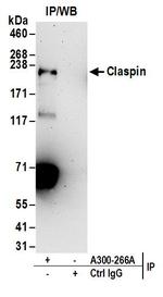 Claspin Antibody in Immunoprecipitation (IP)