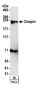Claspin Antibody in Western Blot (WB)