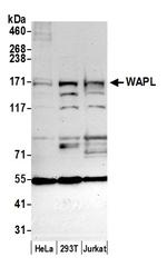 WAPL Polyclonal Antibody