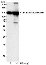 FLJ20530/KAONASHI1 Antibody in Western Blot (WB)