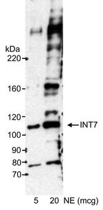 INT7 Antibody in Western Blot (WB)