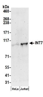 INT7 Antibody in Western Blot (WB)