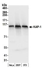 KAP-1 Antibody in Western Blot (WB)