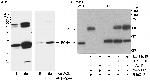 PCNA Antibody in Western Blot (WB)