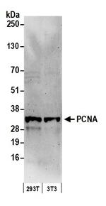 PCNA Antibody in Western Blot (WB)