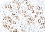 PCNA Antibody in Immunohistochemistry (Paraffin) (IHC (P))