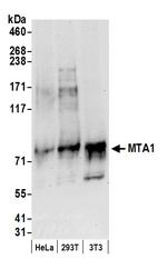 MTA1 Antibody in Western Blot (WB)