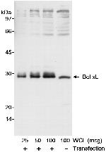 Bcl-xL Polyclonal Antibody
