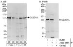 CC2D1A Antibody in Western Blot (WB)