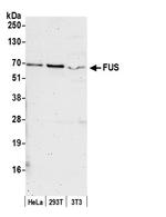 FUS Polyclonal Antibody