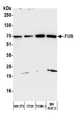 FUS Antibody in Western Blot (WB)