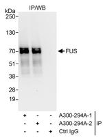 FUS Antibody in Immunoprecipitation (IP)
