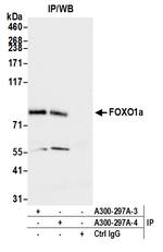 FOXO1a Antibody in Immunoprecipitation (IP)