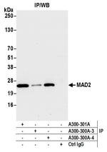 MAD2 Antibody in Immunoprecipitation (IP)