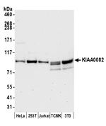 KIAA0082 Polyclonal Antibody
