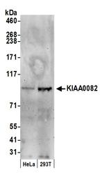 KIAA0082 Polyclonal Antibody