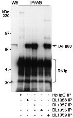TAFII68 Antibody in Western Blot (WB)