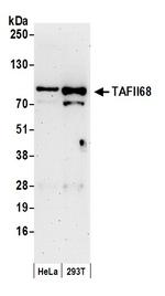 TAFII68 Polyclonal Antibody