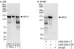 RFC1 Polyclonal Antibody