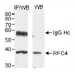 RFC4 Polyclonal Antibody