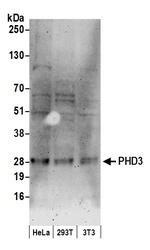PHD3 Polyclonal Antibody