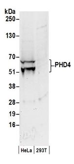 PHD4 Polyclonal Antibody