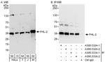 FHL2 Polyclonal Antibody