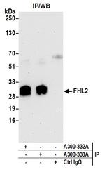 FHL2 Antibody in Immunoprecipitation (IP)