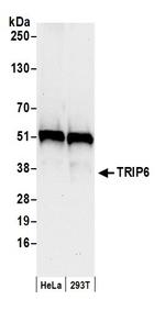TRIP6 Polyclonal Antibody