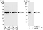 CTBP1 Polyclonal Antibody