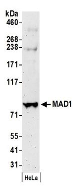 MAD1 Antibody in Western Blot (WB)