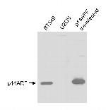 p14ARF Antibody in Western Blot (WB)