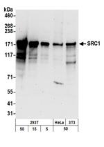 SRC1 Antibody in Western Blot (WB)