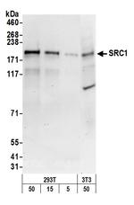 SRC1 Polyclonal Antibody