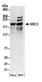SRC3 Polyclonal Antibody