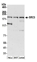 SRC3 Polyclonal Antibody