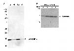 Galectin-7 Antibody in Western Blot (WB)