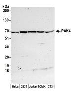 PAK4 Polyclonal Antibody