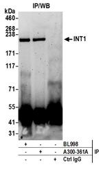 INT1 Antibody in Immunoprecipitation (IP)